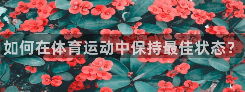 熊猫体育公园价格